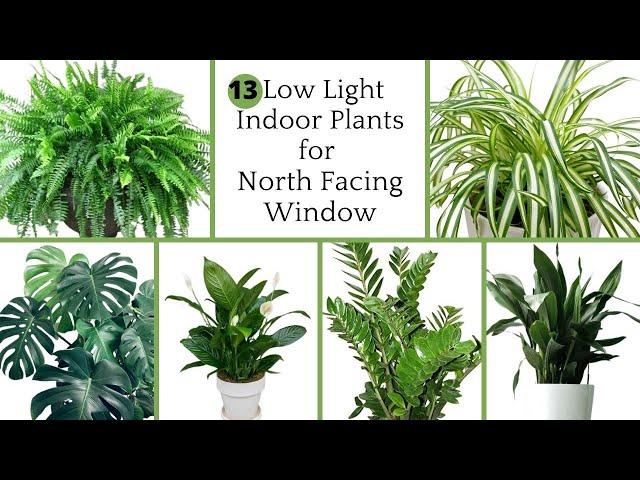 North Facing Window Plants: The Best Guide for Low-Light Houseplants