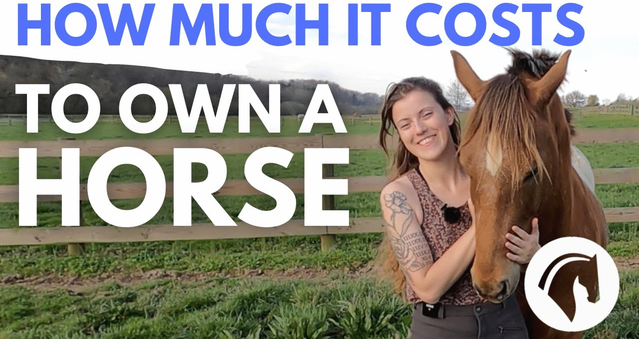 How Much Does It Cost to Board a Horse? A Complete Guide